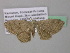  (Dithecodes AH03GhCa - BC ZSM Lep 39592)  @13 [ ] CreativeCommons - Attribution Non-Commercial Share-Alike (2011) Axel Hausmann/Bavarian State Collection of Zoology (ZSM) SNSB, Zoologische Staatssammlung Muenchen