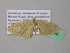  (Dithecodes AH04GhCa - BC ZSM Lep 39594)  @12 [ ] CreativeCommons - Attribution Non-Commercial Share-Alike (2011) Axel Hausmann/Bavarian State Collection of Zoology (ZSM) SNSB, Zoologische Staatssammlung Muenchen