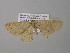  ( - BC ZSM Lep 39603)  @14 [ ] CreativeCommons - Attribution Non-Commercial Share-Alike (2011) Axel Hausmann/Bavarian State Collection of Zoology (ZSM) SNSB, Zoologische Staatssammlung Muenchen