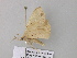  ( - BC ZSM Lep 39605)  @12 [ ] CreativeCommons - Attribution Non-Commercial Share-Alike (2011) Axel Hausmann/Bavarian State Collection of Zoology (ZSM) SNSB, Zoologische Staatssammlung Muenchen