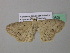  ( - BC ZSM Lep 39607)  @13 [ ] CreativeCommons - Attribution Non-Commercial Share-Alike (2011) Axel Hausmann/Bavarian State Collection of Zoology (ZSM) SNSB, Zoologische Staatssammlung Muenchen