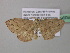  ( - BC ZSM Lep 39608)  @13 [ ] CreativeCommons - Attribution Non-Commercial Share-Alike (2011) Axel Hausmann/Bavarian State Collection of Zoology (ZSM) SNSB, Zoologische Staatssammlung Muenchen