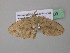  ( - BC ZSM Lep 39609)  @13 [ ] CreativeCommons - Attribution Non-Commercial Share-Alike (2011) Axel Hausmann/Bavarian State Collection of Zoology (ZSM) SNSB, Zoologische Staatssammlung Muenchen