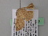  (Cyclophora sublunataAH02GhCa - BC ZSM Lep 39623)  @12 [ ] CreativeCommons - Attribution Non-Commercial Share-Alike (2011) Axel Hausmann/Bavarian State Collection of Zoology (ZSM) SNSB, Zoologische Staatssammlung Muenchen
