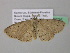 (Cyclophora sublunataAH03GhCa - BC ZSM Lep 39625)  @13 [ ] CreativeCommons - Attribution Non-Commercial Share-Alike (2011) Axel Hausmann/Bavarian State Collection of Zoology (ZSM) SNSB, Zoologische Staatssammlung Muenchen