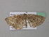  (Asthenotricha AH01CaGh - BC ZSM Lep 39639)  @12 [ ] CreativeCommons - Attribution Non-Commercial Share-Alike (2011) Axel Hausmann/Bavarian State Collection of Zoology (ZSM) SNSB, Zoologische Staatssammlung Muenchen
