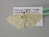  ( - BC ZSM Lep 39659)  @13 [ ] CreativeCommons - Attribution Non-Commercial Share-Alike (2011) Axel Hausmann/Bavarian State Collection of Zoology (ZSM) SNSB, Zoologische Staatssammlung Muenchen