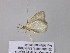  ( - BC ZSM Lep 39672)  @12 [ ] CreativeCommons - Attribution Non-Commercial Share-Alike (2011) Axel Hausmann/Bavarian State Collection of Zoology (ZSM) SNSB, Zoologische Staatssammlung Muenchen