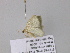  ( - BC ZSM Lep 39675)  @12 [ ] CreativeCommons - Attribution Non-Commercial Share-Alike (2011) Axel Hausmann/Bavarian State Collection of Zoology (ZSM) SNSB, Zoologische Staatssammlung Muenchen