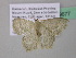  ( - BC ZSM Lep 39677)  @13 [ ] CreativeCommons - Attribution Non-Commercial Share-Alike (2011) Axel Hausmann/Bavarian State Collection of Zoology (ZSM) SNSB, Zoologische Staatssammlung Muenchen