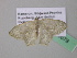  ( - BC ZSM Lep 39678)  @13 [ ] CreativeCommons - Attribution Non-Commercial Share-Alike (2011) Axel Hausmann/Bavarian State Collection of Zoology (ZSM) SNSB, Zoologische Staatssammlung Muenchen