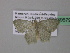  ( - BC ZSM Lep 39679)  @13 [ ] CreativeCommons - Attribution Non-Commercial Share-Alike (2011) Axel Hausmann/Bavarian State Collection of Zoology (ZSM) SNSB, Zoologische Staatssammlung Muenchen