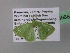  ( - BC ZSM Lep 39684)  @13 [ ] CreativeCommons - Attribution Non-Commercial Share-Alike (2011) Axel Hausmann/Bavarian State Collection of Zoology (ZSM) SNSB, Zoologische Staatssammlung Muenchen