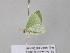  ( - BC ZSM Lep 39685)  @13 [ ] CreativeCommons - Attribution Non-Commercial Share-Alike (2011) Axel Hausmann/Bavarian State Collection of Zoology (ZSM) SNSB, Zoologische Staatssammlung Muenchen