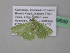  ( - BC ZSM Lep 39689)  @13 [ ] CreativeCommons - Attribution Non-Commercial Share-Alike (2011) Axel Hausmann/Bavarian State Collection of Zoology (ZSM) SNSB, Zoologische Staatssammlung Muenchen
