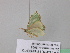 ( - BC ZSM Lep 39691)  @12 [ ] CreativeCommons - Attribution Non-Commercial Share-Alike (2011) Axel Hausmann/Bavarian State Collection of Zoology (ZSM) SNSB, Zoologische Staatssammlung Muenchen