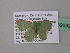  ( - BC ZSM Lep 39692)  @13 [ ] CreativeCommons - Attribution Non-Commercial Share-Alike (2011) Axel Hausmann/Bavarian State Collection of Zoology (ZSM) SNSB, Zoologische Staatssammlung Muenchen