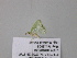  ( - BC ZSM Lep 39698)  @12 [ ] CreativeCommons - Attribution Non-Commercial Share-Alike (2011) Axel Hausmann/Bavarian State Collection of Zoology (ZSM) SNSB, Zoologische Staatssammlung Muenchen