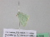  ( - BC ZSM Lep 39701)  @12 [ ] CreativeCommons - Attribution Non-Commercial Share-Alike (2011) Axel Hausmann/Bavarian State Collection of Zoology (ZSM) SNSB, Zoologische Staatssammlung Muenchen