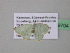 ( - BC ZSM Lep 39704)  @13 [ ] CreativeCommons - Attribution Non-Commercial Share-Alike (2011) Axel Hausmann/Bavarian State Collection of Zoology (ZSM) SNSB, Zoologische Staatssammlung Muenchen
