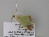  (Zamarada AH02GhCa - BC ZSM Lep 39740)  @12 [ ] CreativeCommons - Attribution Non-Commercial Share-Alike (2011) Axel Hausmann/Bavarian State Collection of Zoology (ZSM) SNSB, Zoologische Staatssammlung Muenchen