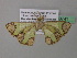  (Zamarada AH03GhCa - BC ZSM Lep 39741)  @12 [ ] CreativeCommons - Attribution Non-Commercial Share-Alike (2011) Axel Hausmann/Bavarian State Collection of Zoology (ZSM) SNSB, Zoologische Staatssammlung Muenchen