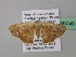  ( - BC ZSM Lep 39749)  @13 [ ] CreativeCommons - Attribution Non-Commercial Share-Alike (2011) Axel Hausmann/Bavarian State Collection of Zoology (ZSM) SNSB, Zoologische Staatssammlung Muenchen