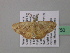  ( - BC ZSM Lep 39750)  @12 [ ] CreativeCommons - Attribution Non-Commercial Share-Alike (2011) Axel Hausmann/Bavarian State Collection of Zoology (ZSM) SNSB, Zoologische Staatssammlung Muenchen