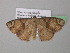  ( - BC ZSM Lep 39751)  @13 [ ] CreativeCommons - Attribution Non-Commercial Share-Alike (2011) Axel Hausmann/Bavarian State Collection of Zoology (ZSM) SNSB, Zoologische Staatssammlung Muenchen