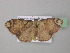  ( - BC ZSM Lep 39752)  @13 [ ] CreativeCommons - Attribution Non-Commercial Share-Alike (2011) Axel Hausmann/Bavarian State Collection of Zoology (ZSM) SNSB, Zoologische Staatssammlung Muenchen