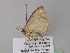  ( - BC ZSM Lep 39753)  @12 [ ] CreativeCommons - Attribution Non-Commercial Share-Alike (2011) Axel Hausmann/Bavarian State Collection of Zoology (ZSM) SNSB, Zoologische Staatssammlung Muenchen
