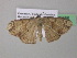 ( - BC ZSM Lep 39756)  @13 [ ] CreativeCommons - Attribution Non-Commercial Share-Alike (2011) Axel Hausmann/Bavarian State Collection of Zoology (ZSM) SNSB, Zoologische Staatssammlung Muenchen