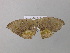  ( - BC ZSM Lep 39761)  @12 [ ] CreativeCommons - Attribution Non-Commercial Share-Alike (2011) Axel Hausmann/Bavarian State Collection of Zoology (ZSM) SNSB, Zoologische Staatssammlung Muenchen