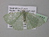  ( - BC ZSM Lep 39777)  @12 [ ] CreativeCommons - Attribution Non-Commercial Share-Alike (2011) Axel Hausmann/Bavarian State Collection of Zoology (ZSM) SNSB, Zoologische Staatssammlung Muenchen
