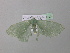  ( - BC ZSM Lep 39790)  @12 [ ] CreativeCommons - Attribution Non-Commercial Share-Alike (2011) Axel Hausmann/Bavarian State Collection of Zoology (ZSM) SNSB, Zoologische Staatssammlung Muenchen