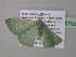  ( - BC ZSM Lep 39792)  @12 [ ] CreativeCommons - Attribution Non-Commercial Share-Alike (2011) Axel Hausmann/Bavarian State Collection of Zoology (ZSM) SNSB, Zoologische Staatssammlung Muenchen
