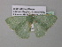  ( - BC ZSM Lep 39795)  @13 [ ] CreativeCommons - Attribution Non-Commercial Share-Alike (2011) Axel Hausmann/Bavarian State Collection of Zoology (ZSM) SNSB, Zoologische Staatssammlung Muenchen
