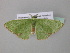  ( - BC ZSM Lep 39819)  @13 [ ] CreativeCommons - Attribution Non-Commercial Share-Alike (2011) Axel Hausmann/Bavarian State Collection of Zoology (ZSM) SNSB, Zoologische Staatssammlung Muenchen