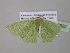  (Comibaena flavitaenia - BC ZSM Lep 39822)  @13 [ ] CreativeCommons - Attribution Non-Commercial Share-Alike (2011) Axel Hausmann/Bavarian State Collection of Zoology (ZSM) SNSB, Zoologische Staatssammlung Muenchen