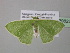  ( - BC ZSM Lep 39823)  @13 [ ] CreativeCommons - Attribution Non-Commercial Share-Alike (2011) Axel Hausmann/Bavarian State Collection of Zoology (ZSM) SNSB, Zoologische Staatssammlung Muenchen