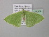  ( - BC ZSM Lep 39824)  @13 [ ] CreativeCommons - Attribution Non-Commercial Share-Alike (2011) Axel Hausmann/Bavarian State Collection of Zoology (ZSM) SNSB, Zoologische Staatssammlung Muenchen