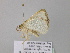  ( - BC ZSM Lep 39830)  @12 [ ] CreativeCommons - Attribution Non-Commercial Share-Alike (2011) Axel Hausmann/Bavarian State Collection of Zoology (ZSM) SNSB, Zoologische Staatssammlung Muenchen