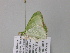  (Comibaena AH07GhCa - BC ZSM Lep 39831)  @11 [ ] CreativeCommons - Attribution Non-Commercial Share-Alike (2011) Axel Hausmann/Bavarian State Collection of Zoology (ZSM) SNSB, Zoologische Staatssammlung Muenchen