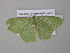  ( - BC ZSM Lep 39833)  @13 [ ] CreativeCommons - Attribution Non-Commercial Share-Alike (2011) Axel Hausmann/Bavarian State Collection of Zoology (ZSM) SNSB, Zoologische Staatssammlung Muenchen