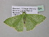  (Comibaena AH09GhCa - BC ZSM Lep 39834)  @13 [ ] CreativeCommons - Attribution Non-Commercial Share-Alike (2011) Axel Hausmann/Bavarian State Collection of Zoology (ZSM) SNSB, Zoologische Staatssammlung Muenchen