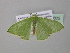  ( - BC ZSM Lep 39835)  @12 [ ] CreativeCommons - Attribution Non-Commercial Share-Alike (2011) Axel Hausmann/Bavarian State Collection of Zoology (ZSM) SNSB, Zoologische Staatssammlung Muenchen