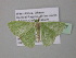  ( - BC ZSM Lep 39837)  @13 [ ] CreativeCommons - Attribution Non-Commercial Share-Alike (2011) Axel Hausmann/Bavarian State Collection of Zoology (ZSM) SNSB, Zoologische Staatssammlung Muenchen