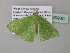  ( - BC ZSM Lep 39840)  @12 [ ] CreativeCommons - Attribution Non-Commercial Share-Alike (2011) Axel Hausmann/Bavarian State Collection of Zoology (ZSM) SNSB, Zoologische Staatssammlung Muenchen