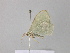  ( - BC ZSM Lep 39847)  @12 [ ] CreativeCommons - Attribution Non-Commercial Share-Alike (2011) Axel Hausmann/Bavarian State Collection of Zoology (ZSM) SNSB, Zoologische Staatssammlung Muenchen