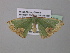  ( - BC ZSM Lep 40531)  @12 [ ] CreativeCommons - Attribution Non-Commercial Share-Alike (2011) Axel Hausmann/Bavarian State Collection of Zoology (ZSM) SNSB, Zoologische Staatssammlung Muenchen